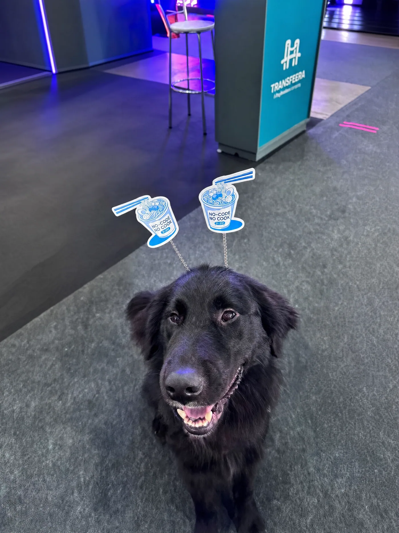 Cachorro usando a tiara de miojo no corredor do evento
